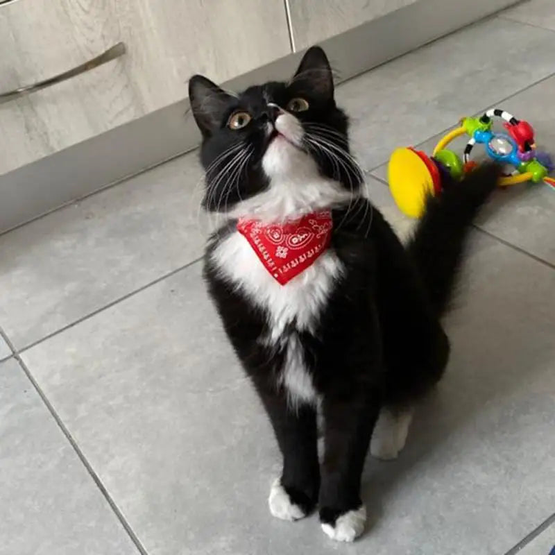 Adjustable Pet Scarf Collar with Triangle Bandana β For Small Dogs & Cats