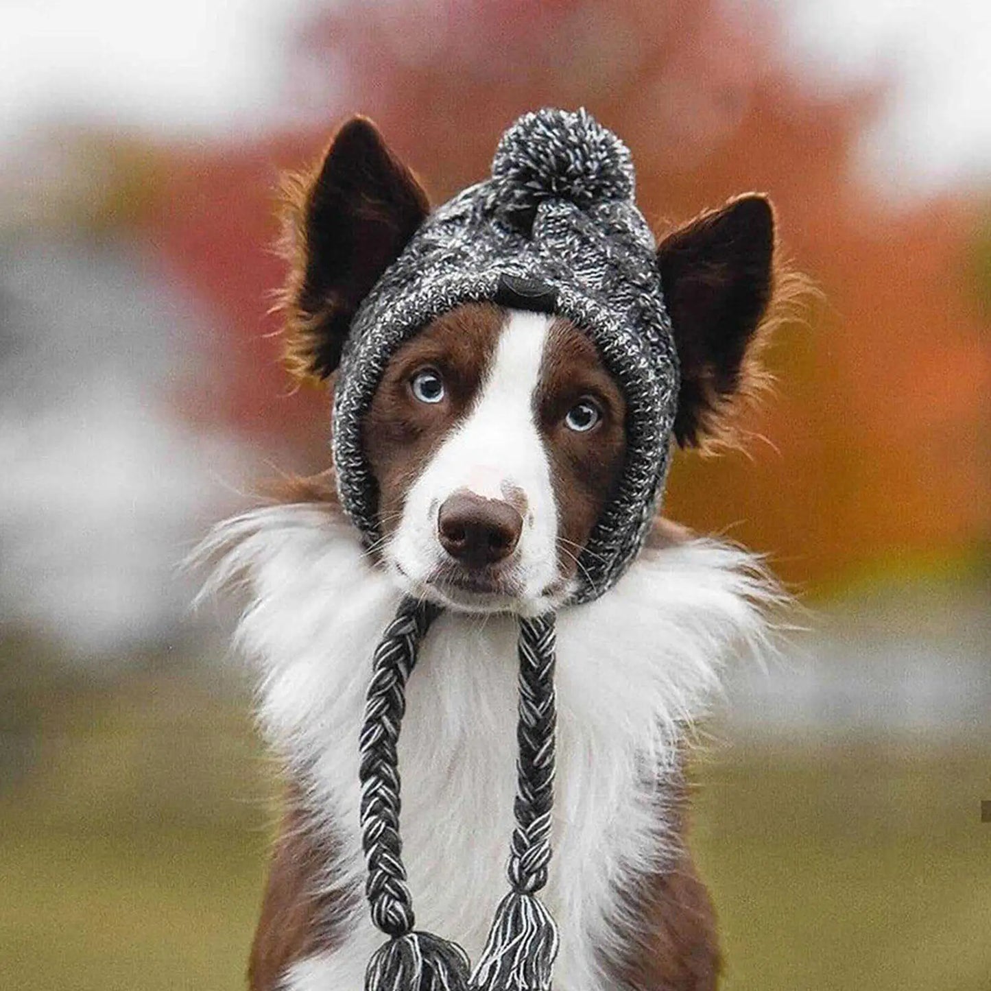 🐾 Cozy Cable-Knit Dog Hat – Winter Warmth with Style