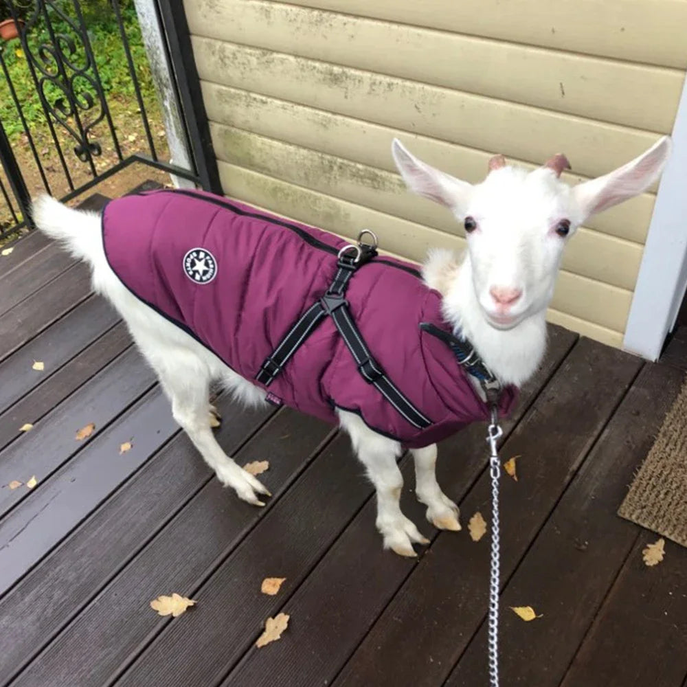 Waterproof Dog Jacket with Harness - Winter Warm Coat for Small to Large Dogs Ditzy Petunia