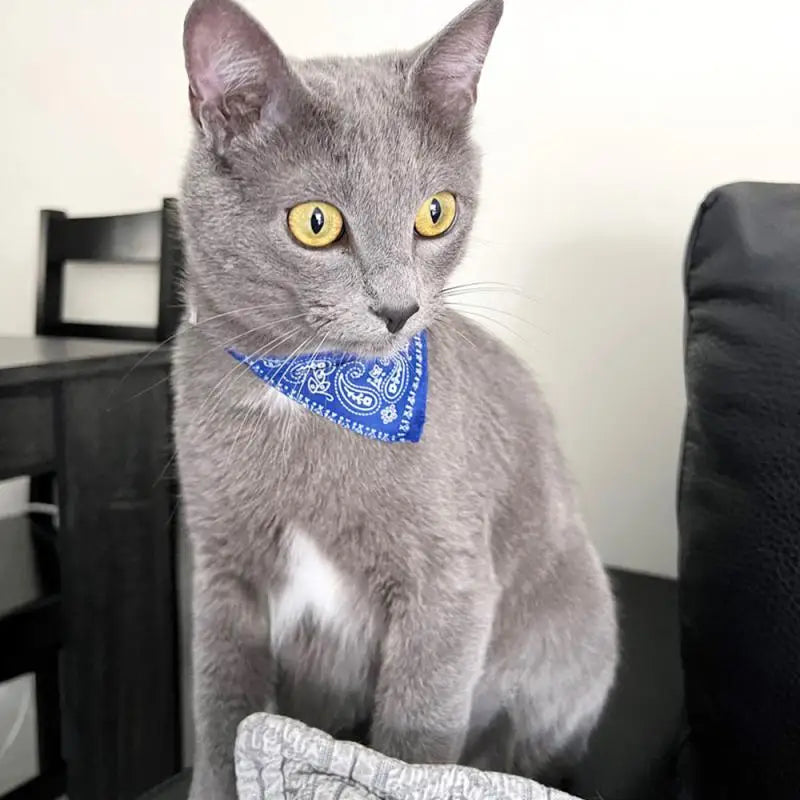 Adjustable Pet Scarf Collar with Triangle Bandana β For Small Dogs & Cats
