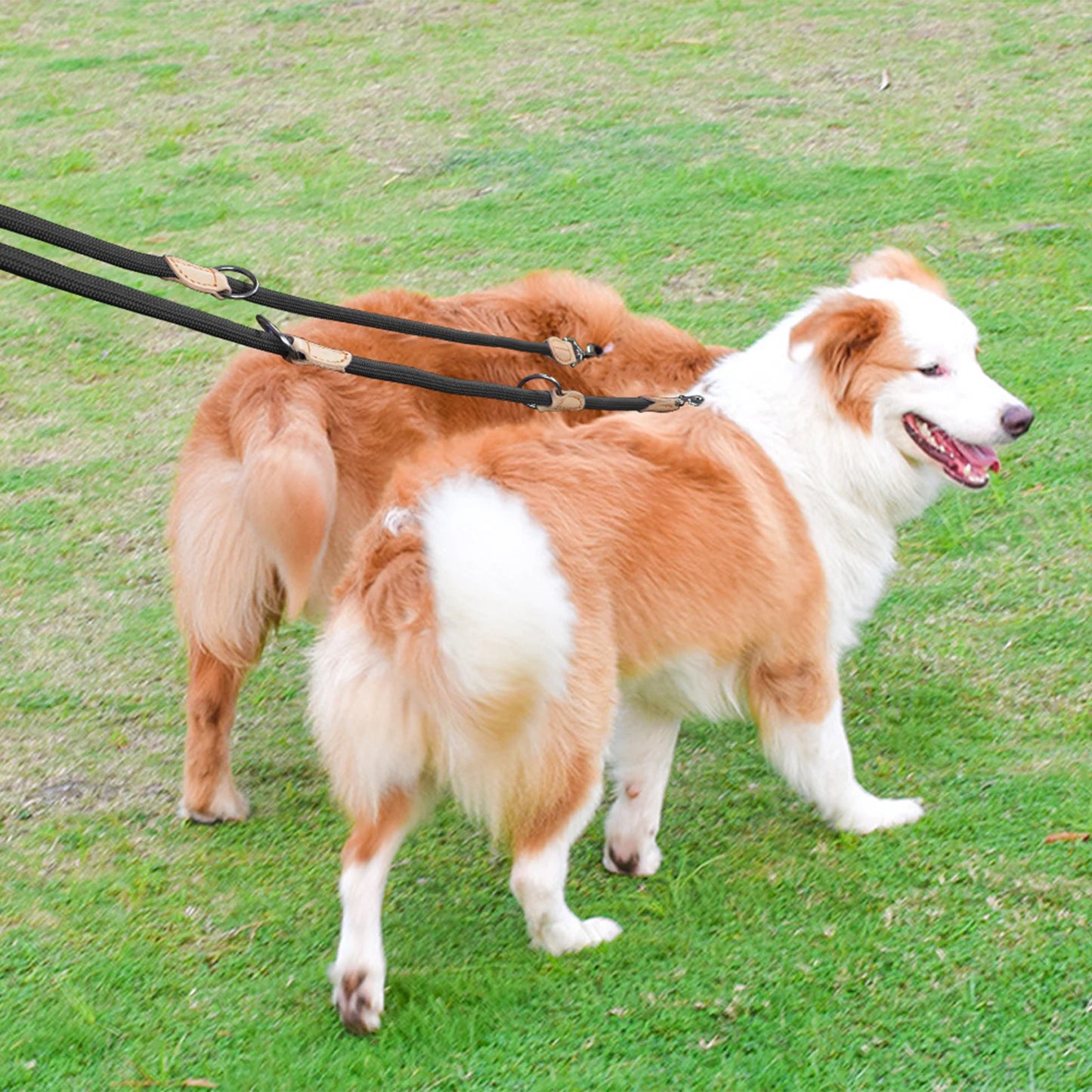 Hands-Free Double Dog Leash – Personalized, Luxury Nylon Leash for Small & Large Dogs