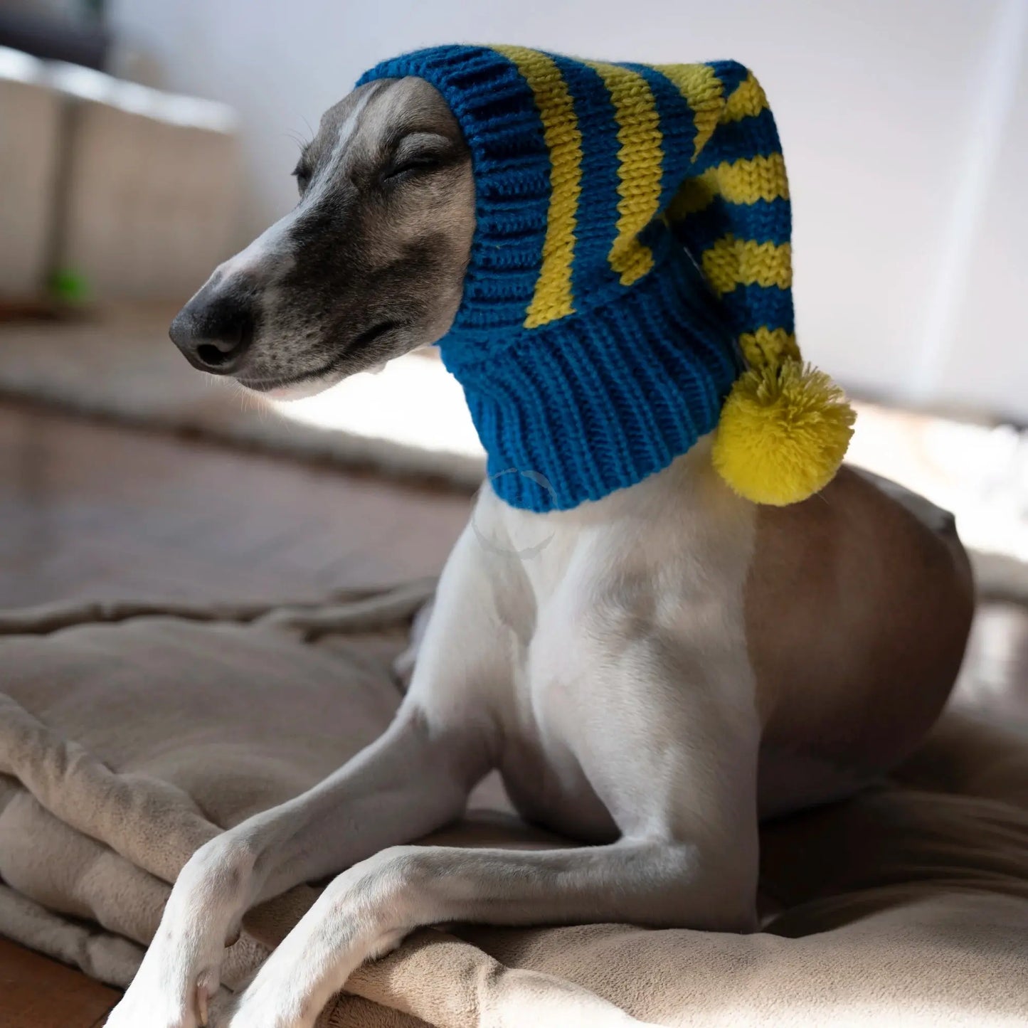 Whippet-Iggy Warm Knitted Pet Hat - Striped Italian Greyhound Winter Hat Ditzy Petunia