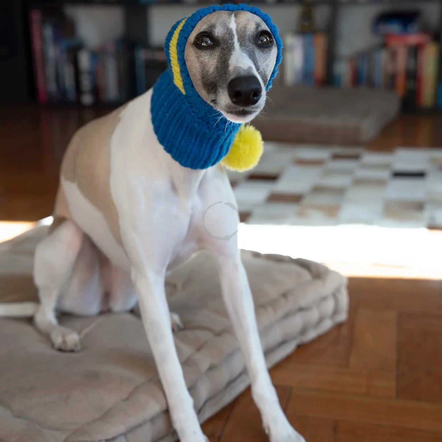 Whippet-Iggy Warm Knitted Pet Hat - Striped Italian Greyhound Winter Hat Ditzy Petunia
