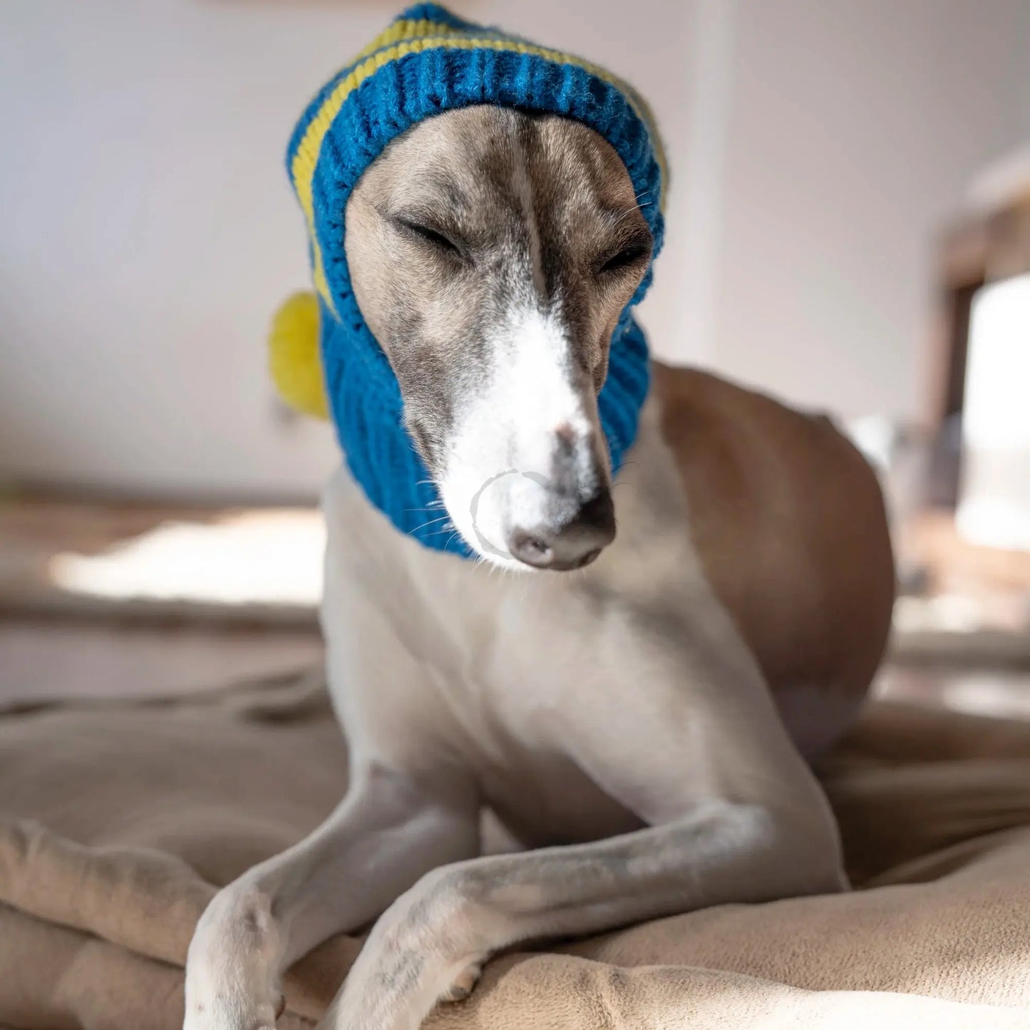 Whippet-Iggy Warm Knitted Pet Hat - Striped Italian Greyhound Winter Hat Ditzy Petunia