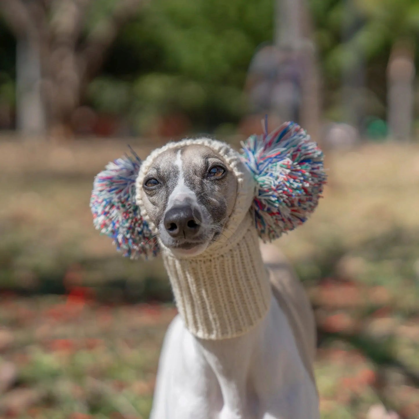 Winter Italian Greyhound Whippet Hat with Fur Ball | Elastic Wool Pet Hat for Puppies & Big Dogs Ditzy Petunia