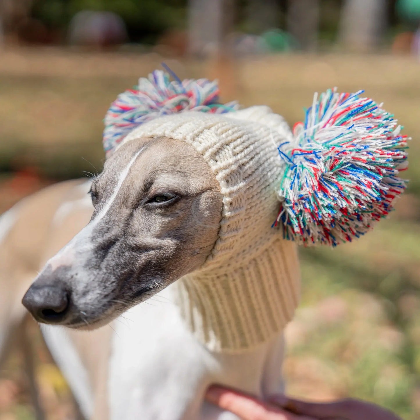 Winter Italian Greyhound Whippet Hat with Fur Ball | Elastic Wool Pet Hat for Puppies & Big Dogs Ditzy Petunia
