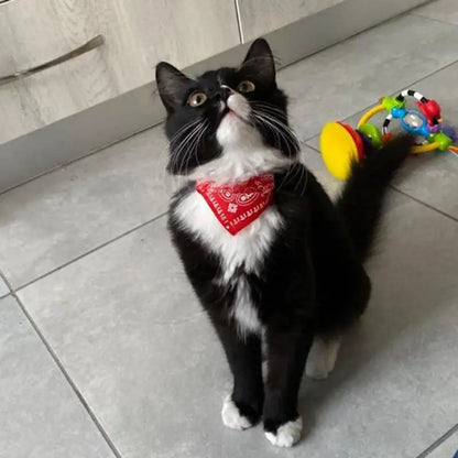 Adjustable Pet Scarf Collar with Triangle Bandana – For Small Dogs & Cats