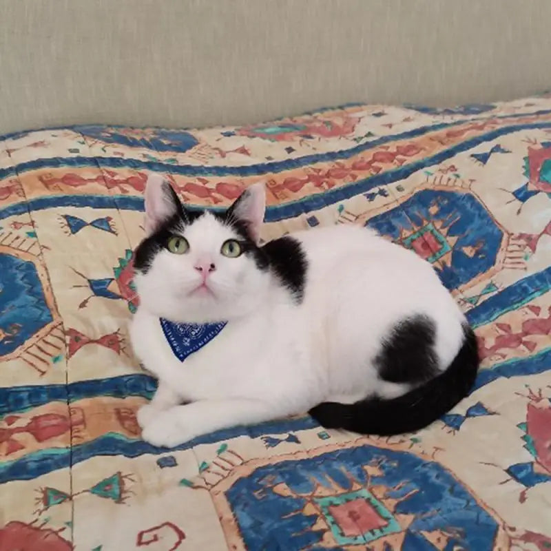 Adjustable Pet Scarf Collar with Triangle Bandana – For Small Dogs &amp; Cats - Ditzy Petunia