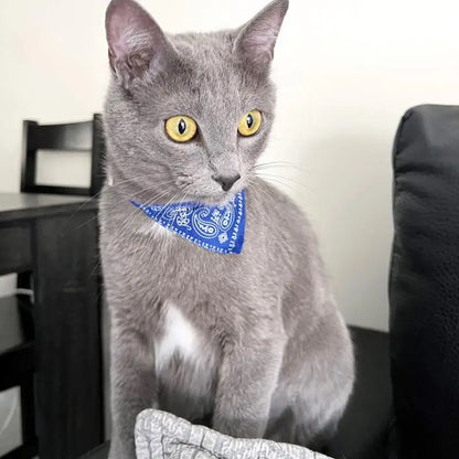 Adjustable Pet Scarf Collar with Triangle Bandana – For Small Dogs & Cats