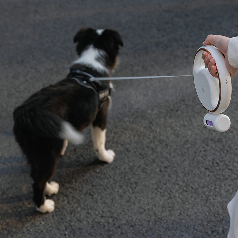 LED Retractable Dog Leash with Built-In Waste Bag Holder – 3M Nylon Lead for Small &amp; Medium Dogs - Ditzy Petunia