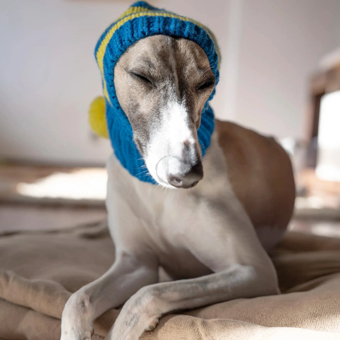 Whippet-Iggy Warm Knitted Pet Hat - Striped Italian Greyhound Winter Hat Ditzy Petunia